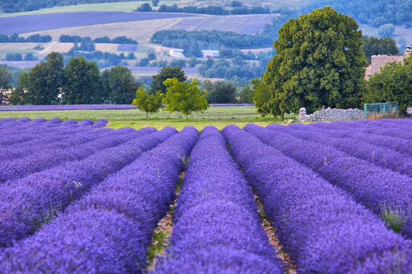 Levendula mezők, provence-ban — Stock Fotó