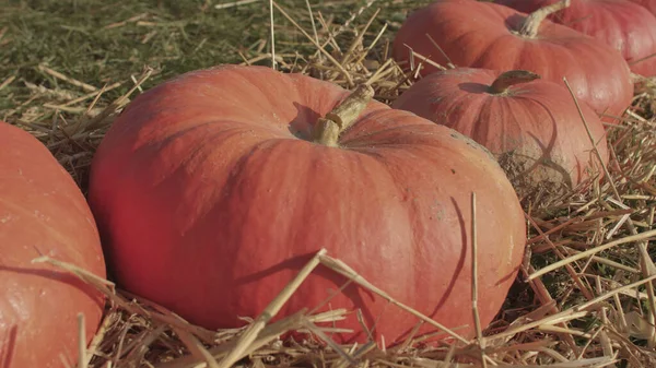 Escolhendo uma abóbora para fazer uma lanterna de Halloween. Grandes vegetais laranja. — Fotografia de Stock