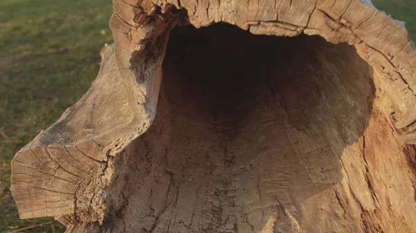 La textura de un viejo árbol enfermo lugar residencia del animal en la granja. — Foto de Stock