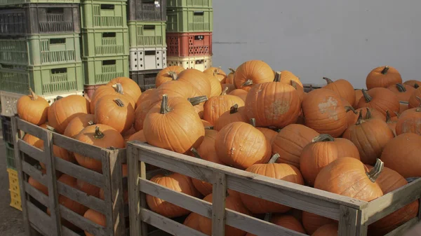 Caixas colhidas loja de fazenda armazém Produtos de acumulação antes do transporte — Fotografia de Stock