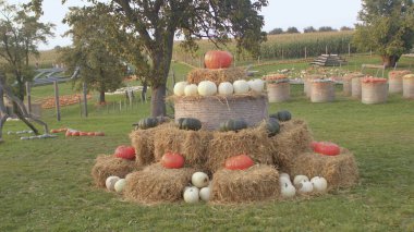 Balkabakları tarlada saman balyalarını süslerler. Çocuklar kırsalda oynuyorlar..