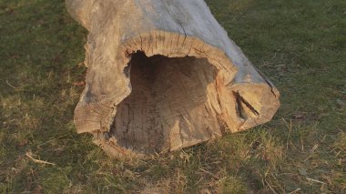 Hastalıklı gövde kuru ağaç gövdenin çim merkezinde yatar ve böcekler tarafından yenir..
