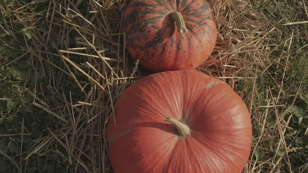 Abóbora como produto da agricultura. Produtos orgânicos contêm menos pesticidas. — Fotografia de Stock