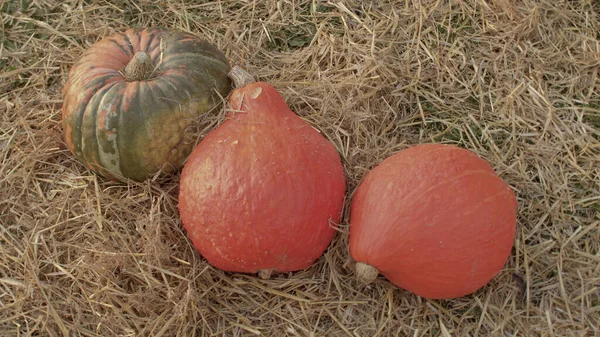 오렌지 호박은 건초에 놓여 있다. 가을 수확을 수확한다. 원 운동 카메라. — 스톡 사진