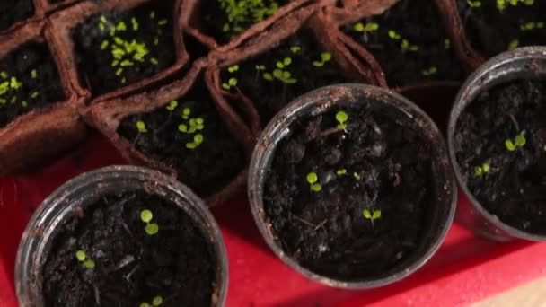 地面に若い植物。農場で食料を育てるための苗の準備 — ストック動画
