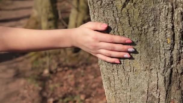La mano del paciente toca la corteza de un árbol en el bosque. — Vídeos de Stock