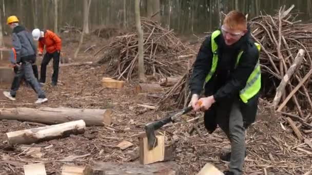Lesník zraňuje strom sekerou. Logování práce Asistent háže větve týmové práce — Stock video