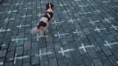 Köpek yerde haçlarla koşar. Dini ifade simgeleri.