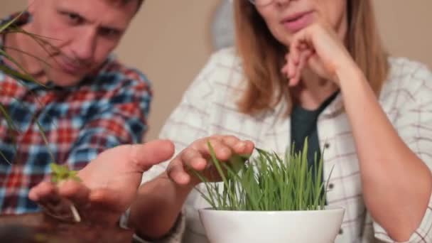 Pár farmářů zkoumá rostliny na stole. Pěstování potravin — Stock video