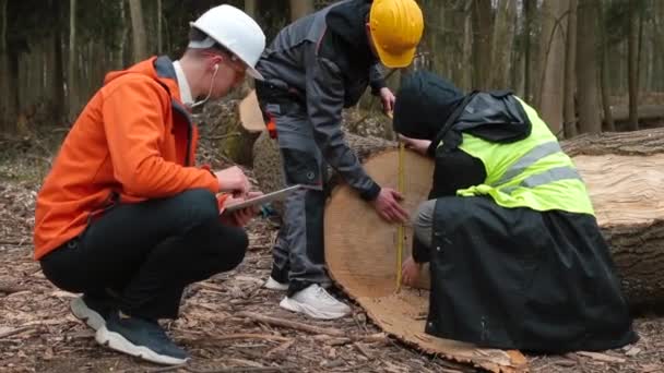 Logging werknemers afwerking werk in bos manager ontvangt bericht in oortje — Stockvideo