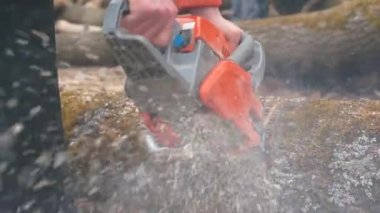 Elektrikli testere tutan işçilerin elleri. Ağaç kesme. Lens içine uçan talaş..