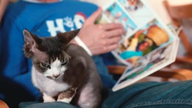 Uykulu kedi bacağa oturur. Arka planda, bir fotobook çevirme sayfası.