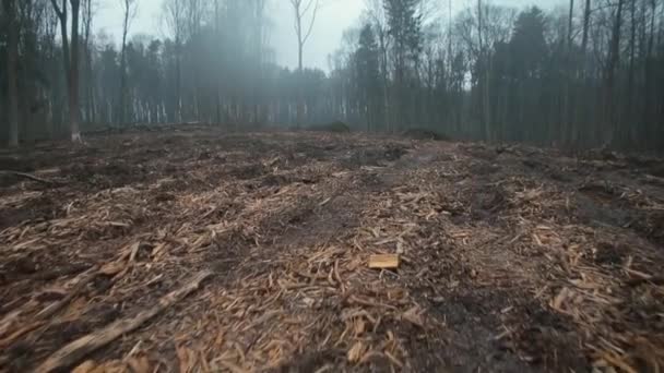 Gloomy view of forest clearing, grey trees. Inclement bad weather is wet, cold. — Stock Video