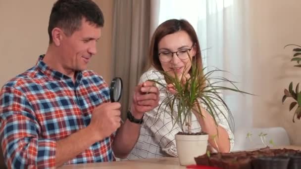 Arbeiter untersuchen die Blätter der Dracaena-Pflanze. Zimmerpflanzenpflege. — Stockvideo