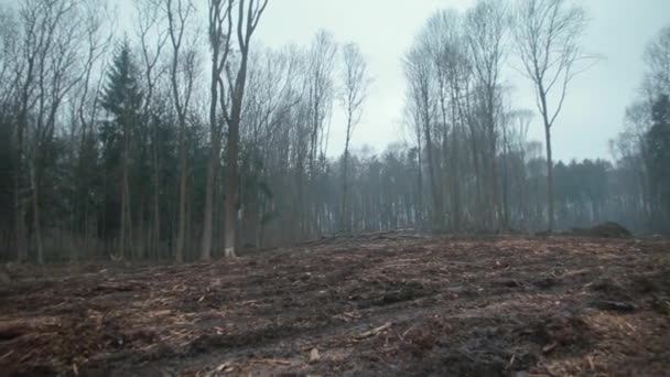 Vista cupa della radura della foresta, alberi grigi. Inclemente cattivo tempo è bagnato, freddo. — Video Stock