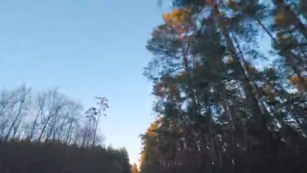 Vista das copas das árvores da cabana do carro na estrada da floresta. Relaxamento na estrada. — Vídeo de Stock