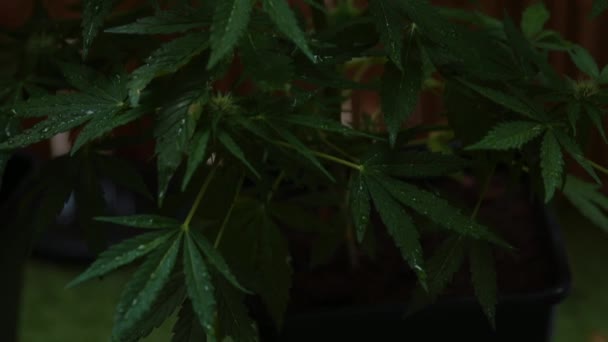 Camera movement over an adult cannabis plant flowering period female plant — Video