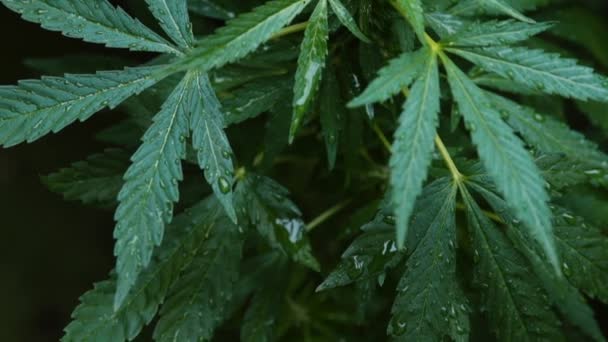 Druppels op groene bladeren cannabisplant na irrigatie, aanbrengen van water. — Stockvideo