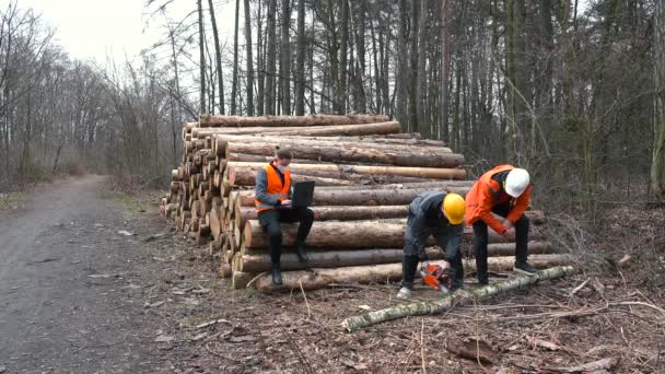 Выполняю лесозаготовки. Ассистент режет ствол дерева — стоковое видео