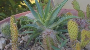 Kırmızı, kaktüslü ve sulu bir çiçek tarhı. Bölgenin dekorasyonu.