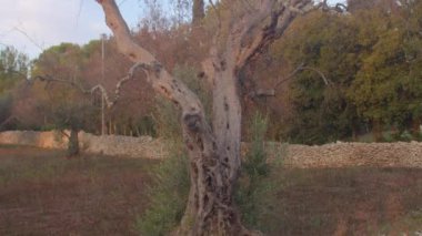 Avrupa 'da ölümcül zeytin ağacı hastalığı. İtalya 'da zeytin çiftliği.