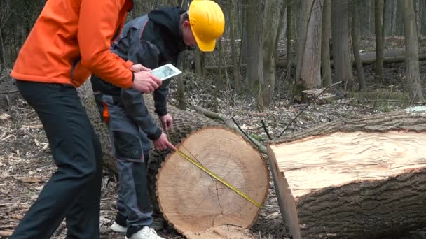 Arbeiders meten de omgehakte boom. De beheerder verwerkt de gegevens in tablet. — Stockvideo