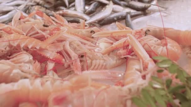 Crustáceos e peixes pequenos. Negócios de exportação de peixe é rentável e confiável — Vídeo de Stock