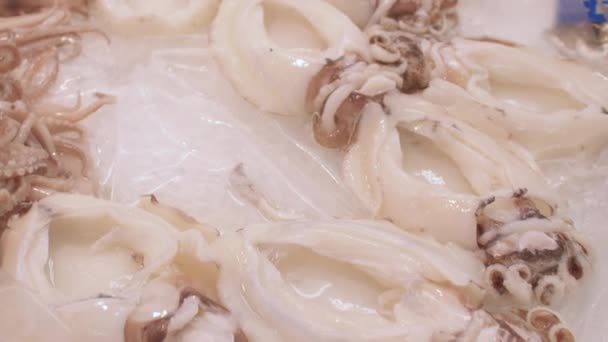 Primo piano di calamari su ghiaccio su un bancone di un negozio. L'importazione e la vendita frutti di mare. — Video Stock