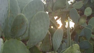 Opuntia ficus-indica kaktüs dikenli armut. Güney bölgelerinin doğası.. 