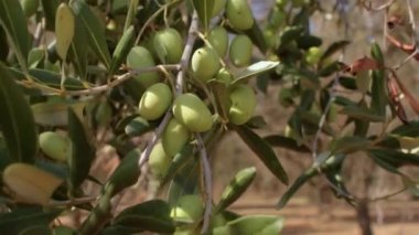 Ağaç dallarında yeşil zeytin. Zeytinler son derece acı, hasat edilmiş