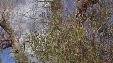 Evergreen zeytin ağaçları yapraklarını, kurak iklimini ve biyolojik bir sorunu kaybediyor.