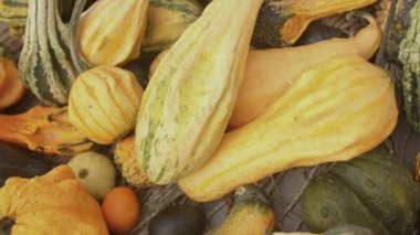 Ürün topladıktan sonra sarı sebze çiftliği. Kurutma hazırlık indirimi. 