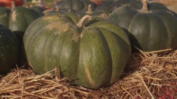 Las verduras grandes se cosechan y se encuentran en el heno. Selección de calabazas verdes. — Vídeos de Stock