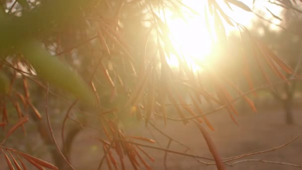 Ξηρά φύλλα νεκρής ελιάς. Θανατηφόρα ασθένεια που σκοτώνει ελαιόδεντρα σε όλη την Ευρώπη — Αρχείο Βίντεο