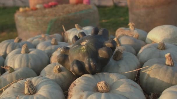 Oddly shaped pumpkin among similar gray pumpkins. Individuality and separate. — Stock Video