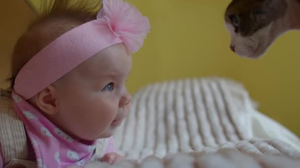 La bambina guarda la faccia di un gatto. Sorride, esaminando animale domestico rosa fiore indossato testa — Video Stock