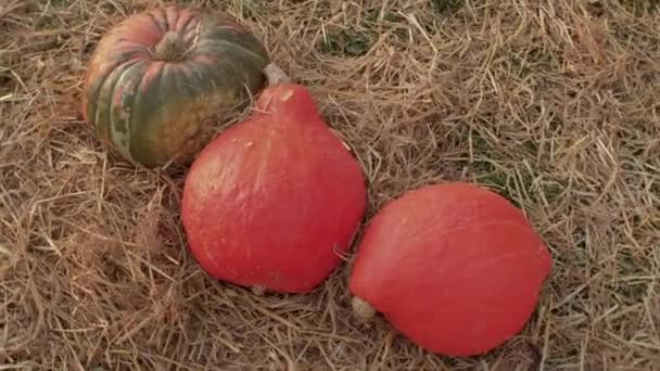 Las calabazas naranjas yacen en el heno. Cosechando cosecha de otoño. Cámara de movimiento circular. — Vídeos de Stock
