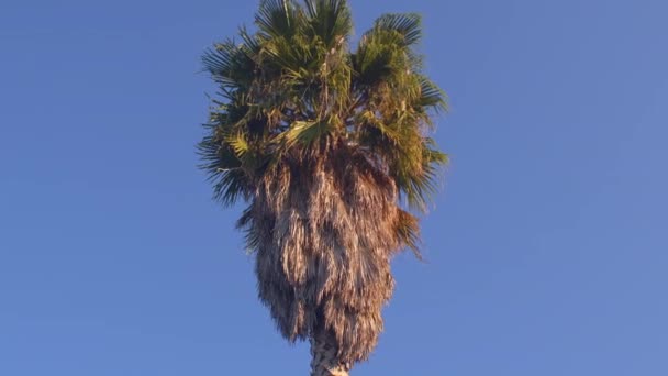 Groene takken van een palmboom tegen een blauwe lucht. Minimalisme. — Stockvideo