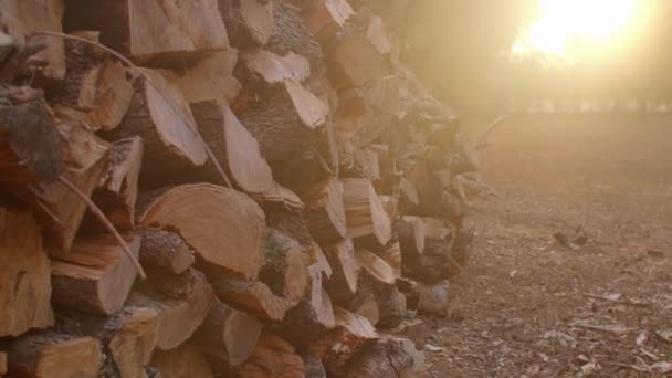 Taglio l'oliveto. Gli ulivi vengono distrutti. Luce del sole. — Video Stock