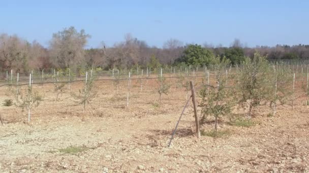 Rzędy sadzonek drzew oliwnych na użytkach rolnych. Młode, szybko rosnące odmiany roślin. — Wideo stockowe