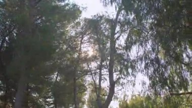 Güneş ışınları ağaçların dallarında parlıyor. Kamera hareketi.