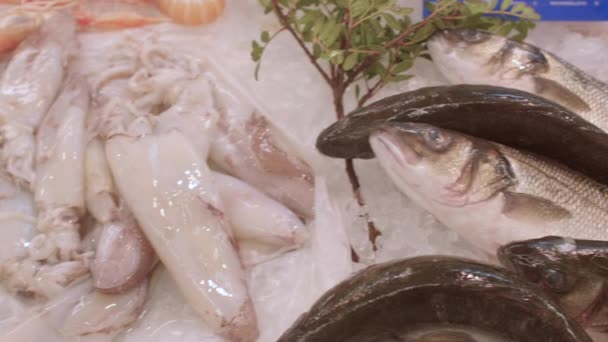 Primo piano di pesci calamaro su ghiaccio su un bancone di un negozio. L'importazione e la vendita frutti di mare. — Video Stock