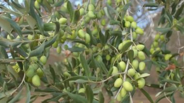 Yeşil zeytin çiftliği. Zeytin ağaçları sıcak ve kurak yaz mevsimlerinde yetişir..