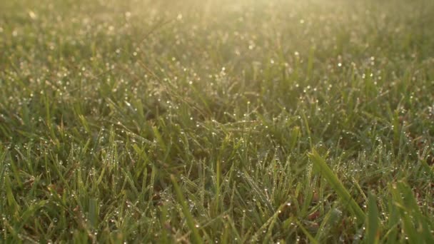 太陽の暖かい光線の中で緑の草。妖精の牧草地。テキストの場所. — ストック動画