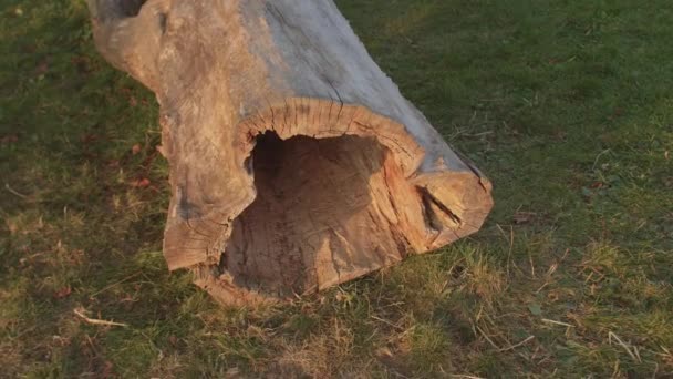 Diseased trunk dry tree lies on grass center of the trunk is eaten by insects. — Stock Video