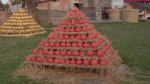 Rote und gelbe Kürbisse werden während der Herbsternte in Pyramiden gestapelt. — Stockvideo