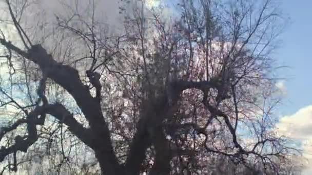 Immergrüne Olivenbäume verlieren Laub, trockenes Klima und ein biologisches Problem — Stockvideo