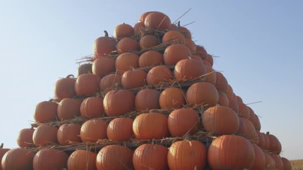 Las calabazas se apilan en una pirámide. Cosecha de otoño. Agricultura ecológica. — Vídeos de Stock
