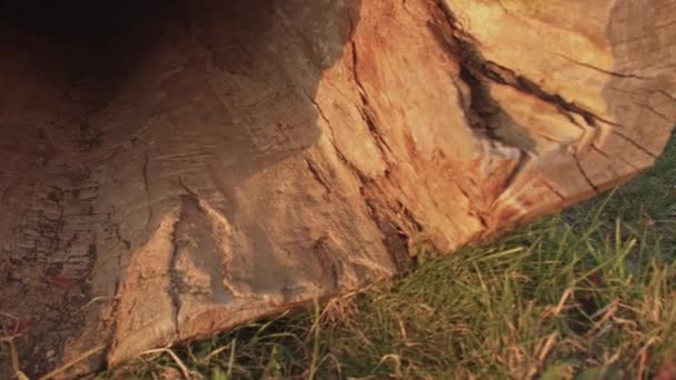 La textura de un viejo árbol enfermo lugar residencia del animal en la granja. — Vídeo de stock