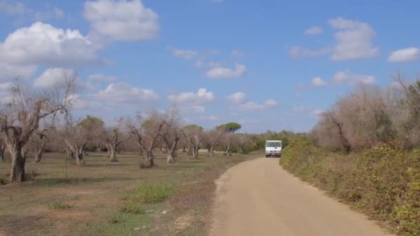 Choroba dotyka suche drzewa oliwne na wsi. — Wideo stockowe